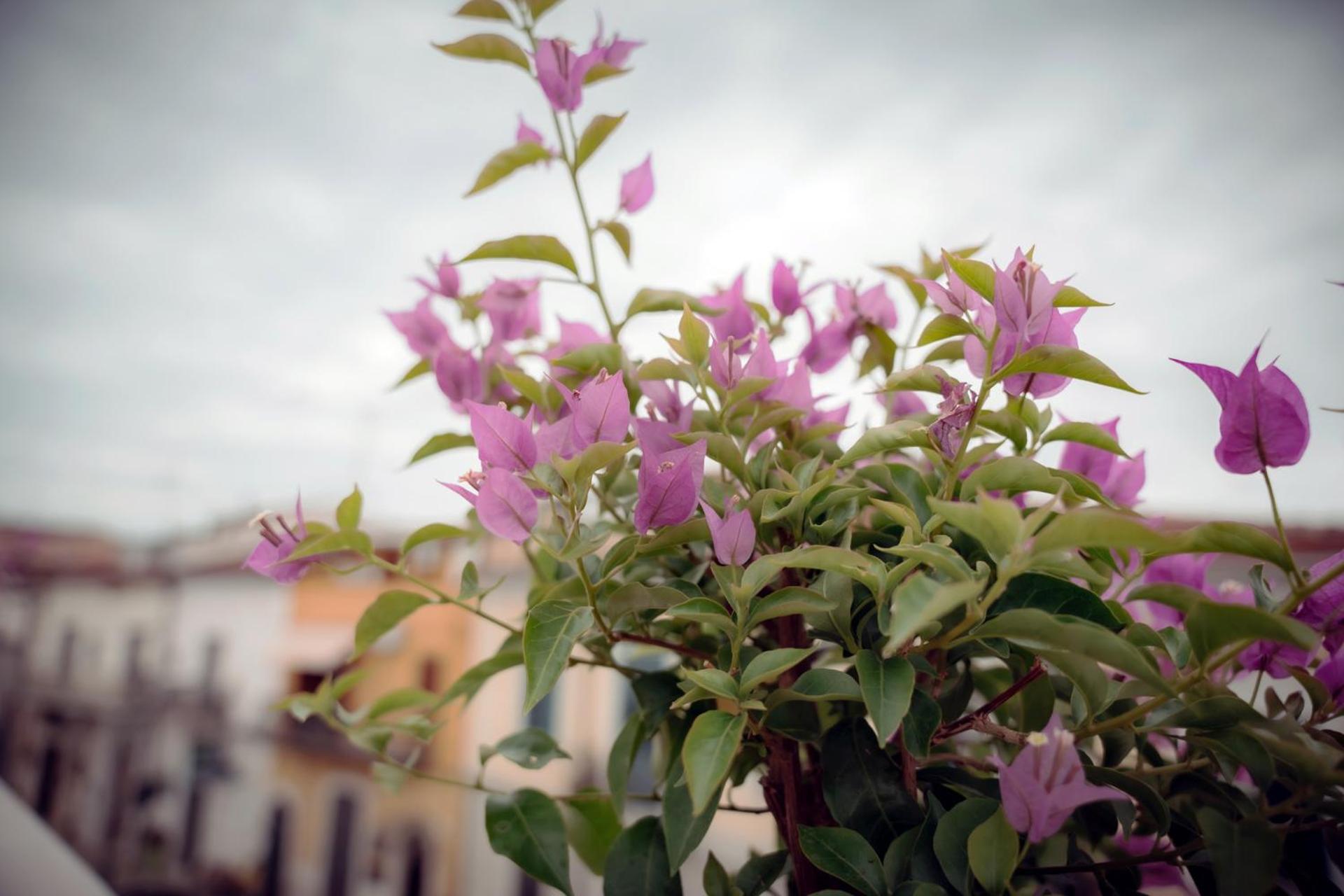 La Terrazza Dei Gemelli - Casa Vacanze Venosa Esterno foto